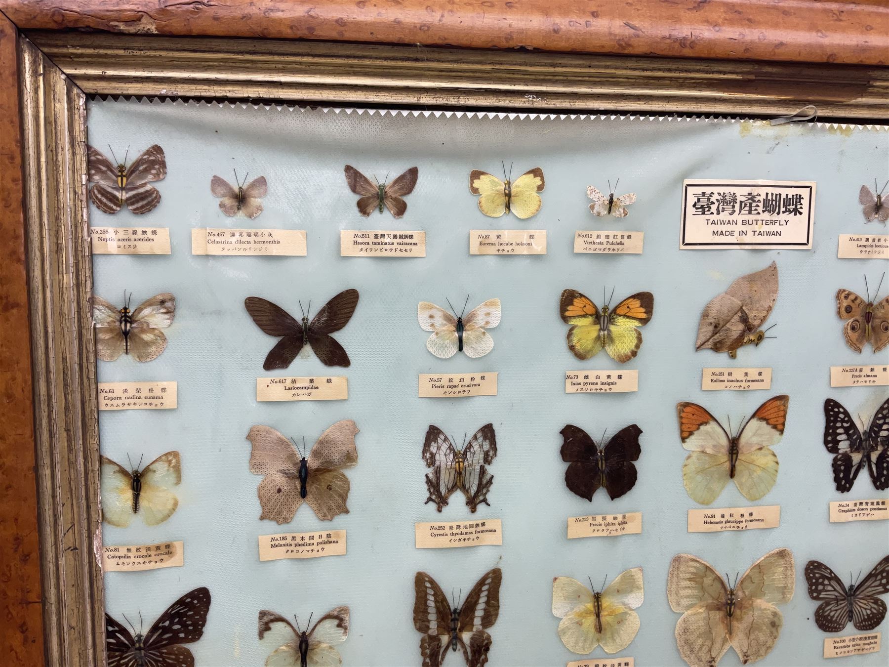 Taiwanese butterfly identification poster inscribed 