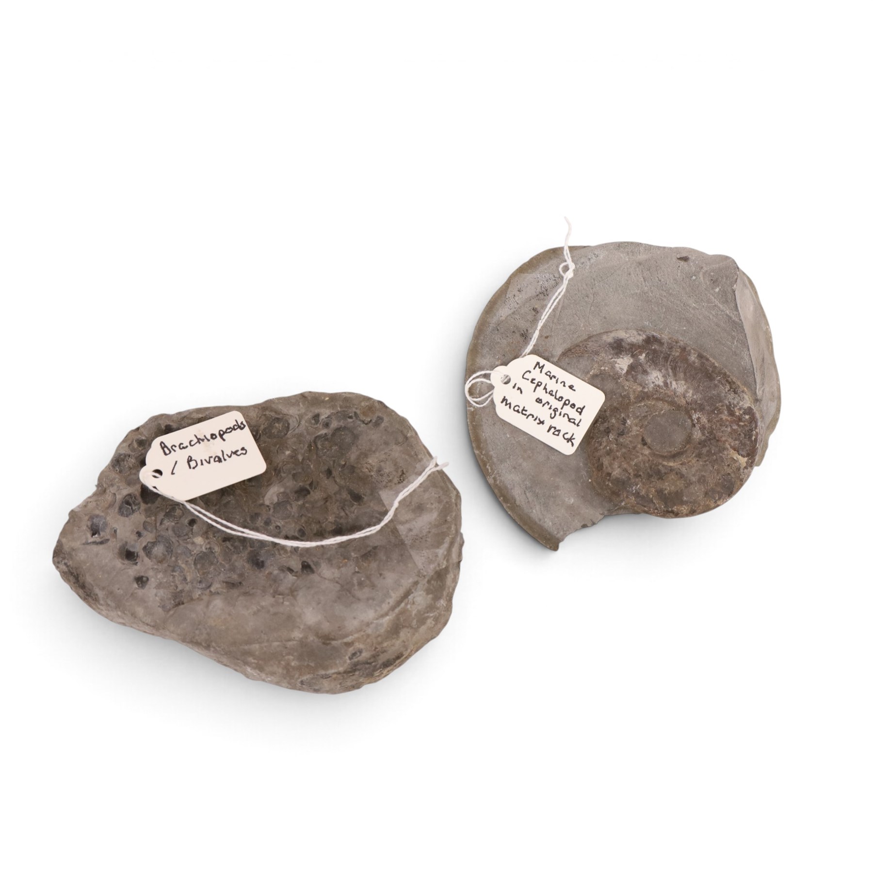 Fossil collections; including ray finned fossilised fish, ammonites Gryphaea, etc  