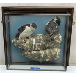 Taxidermy: 20th century cased pair of Li