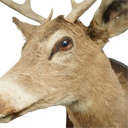 Taxidermy - Red Deer (Cervus elaphus), an adult stag shoulder mount with head turning to the right, mounted upon a wooden shield, W37cm H89cm extension 48cm 
