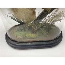 Taxidermy: Victorian cased Red Squirrel (Sciurus vulgaris), full mount adult, upon a tree branch with a naturalistic ground, enclosed beneath a period oval glass dome with ebonised base, raised upon four bun feet, H36cm 