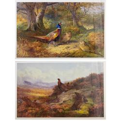 After Archibald Thorburn (British 1860-1935): Pheasants and Red Grouse, pair contemporary limited edition prints 31cm x 49cm (2)