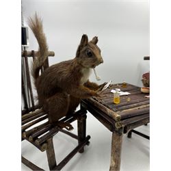 Anthropomorphic Taxidermy: Two red squirrels (Sciurus vulgaris), both seated upon a chair holding playing cards, one smoking a pipe 