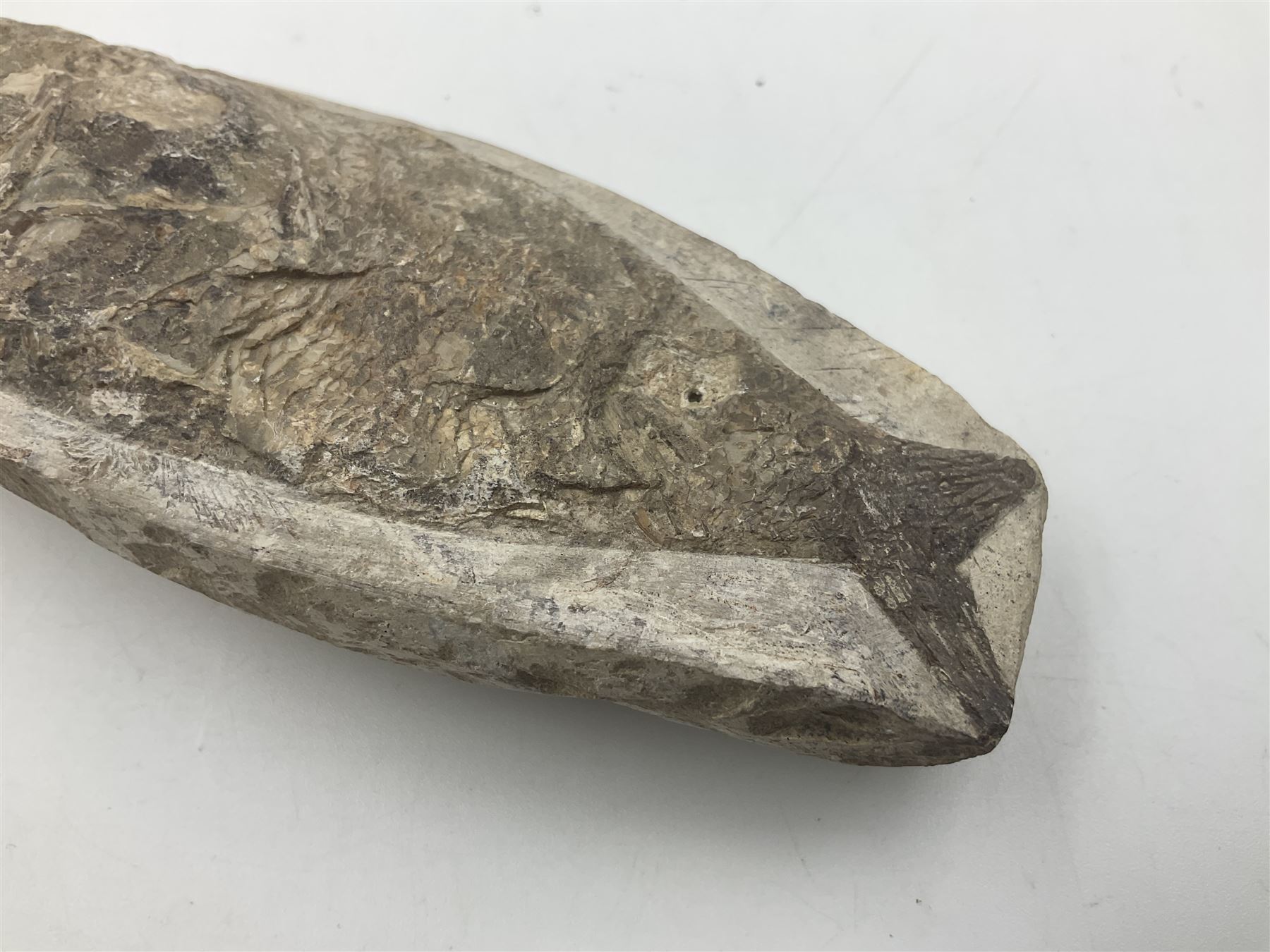 Two polished Lituites lituus fossils, together with four Scutella echinoids, fossilised fish and three other fossils and two minerals 