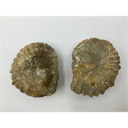 Pair of limestone Ammonite fossils, age; Cretaceous period, location; Morocco, D10cm