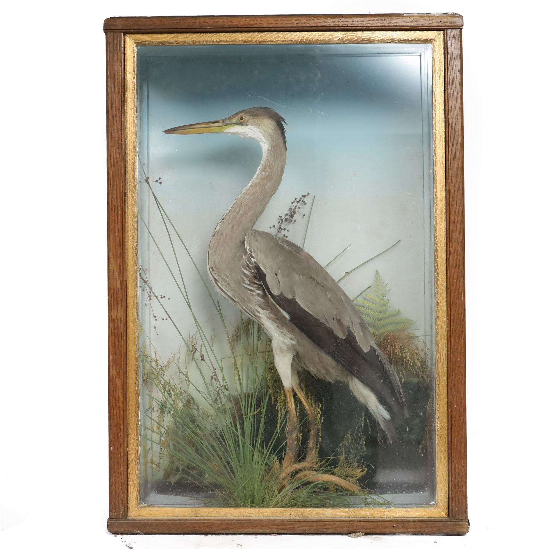 Taxidermy: Grey heron (Ardea cinerea), full adult mount, within a naturalistic setting of reeds and grasses, against blue painted backdrop, enclosed within a glass display case, H83cm