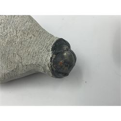 Dragonfly larvae (Libellula doris), together with four Mosasaur teeth, four trilobites (Crotalocephalina gibba) and one other tooth