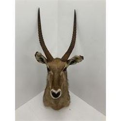 Taxidermy: East African Ellipsen Waterbuck (Kobus ellipsiprymnus), adult male shoulder mount looking straight ahead, approximately H120cm