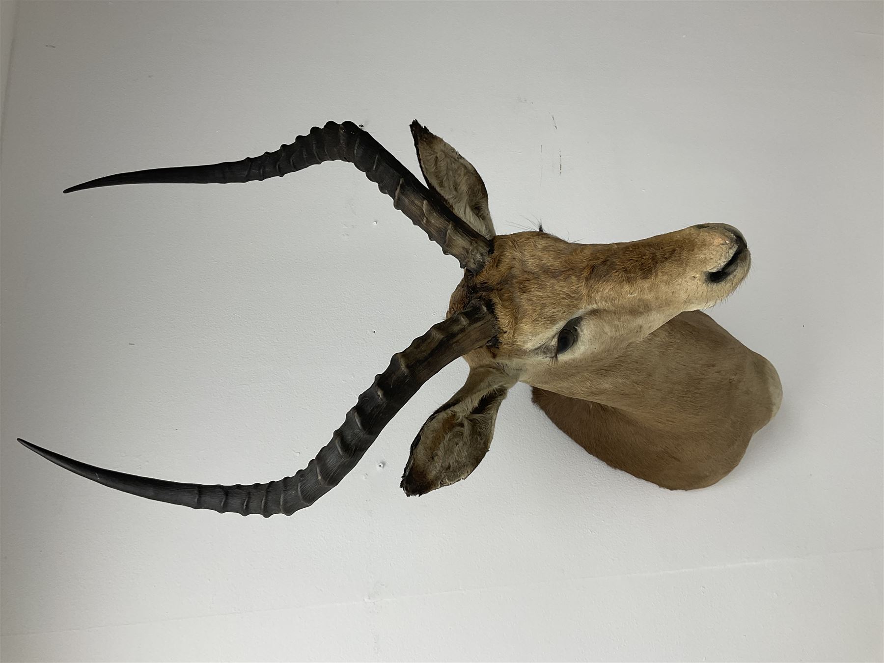 Taxidermy: Common Impala (Aepyceros melampus), adult male shoulder mount looking straight ahead, approximately H90cm