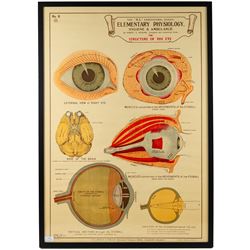 Complete set of eight 'AL Educational Series Elementary Physiology Hygiene and Ambulance' medical posters by Robert R Holding (Zoological and Anatomical artist), published by E J Arnold & Son Ltd of Leeds, Glasgow and Belfast, all framed