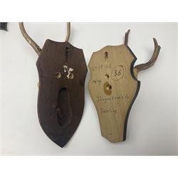 Antlers/Horns: Roe Deer (Capreolus capreolus) ten pairs of roe deer antlers mounted upon wooden shields, shield H20cm 