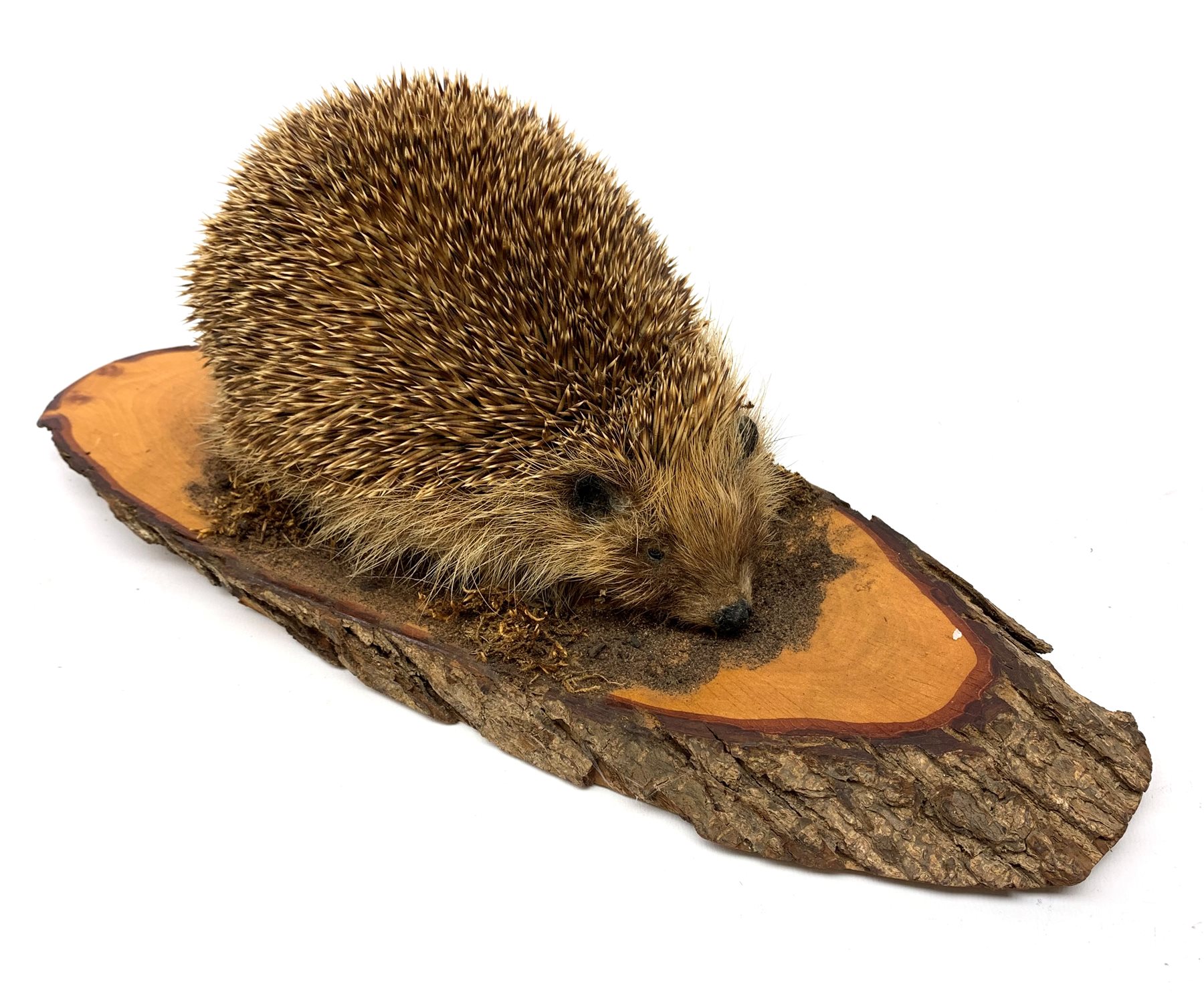 Taxidermy: 20th century Common Garden Hedgehog (Erinaceinae), full mount on open display upon tree trunk section, base L40cm