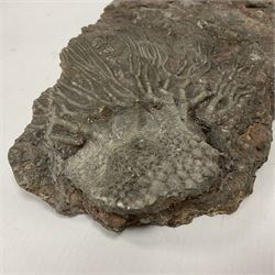 Crinoid sea bed plaque, with partial Scyphocrinites crinoid specimen, age; Silurian period, location; Morocco, L32cm L17cm 