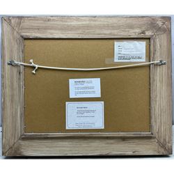 Richard M Firth (British 1971-): 'Westwood and Britannia Racing off the Royal Yacht Squadron - Cowes', oil on canvas laid on to board signed, titled on gallery label verso 29cm x 39cm 
Provenance: with James Starkey, Beverley, label verso