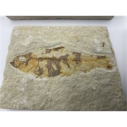Four fossilised fish (Knightia alta) each in an individual matrix, age; Eocene period, location; Green River Formation, Wyoming, USA, largest matrix H7cm, L9cm
