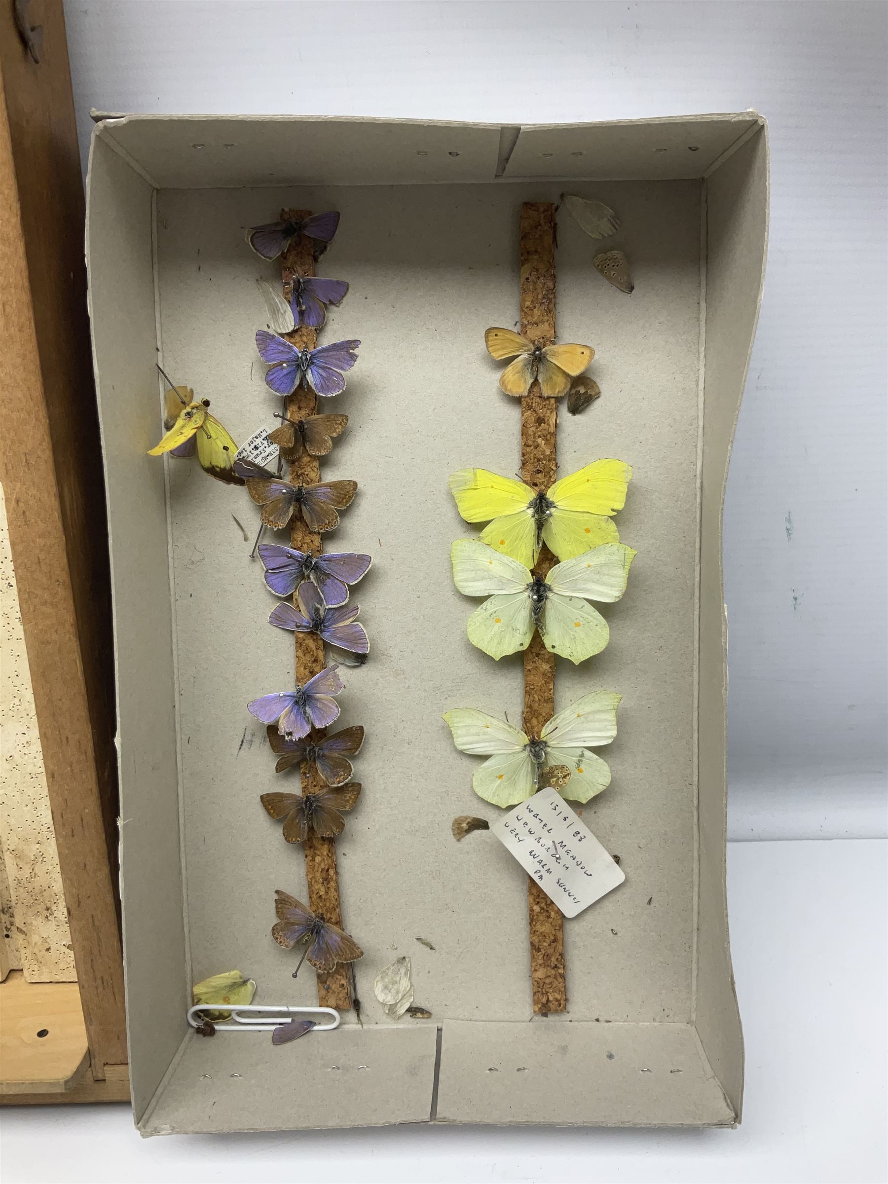 Entomology; large collection of pinned butterflies and moths, to include Cream-spotted Tiger moth, Adonis Blue butterfly, Orange tip butterfly, Swallowtail butterfly etc  