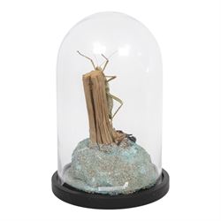 Entomology: Giant Forest scorpion (Heterometrus spinifer) and Prickly Stick insect (Extatosoma tiaratum), upon a gravel base, within a modern circular glass dome, H41cm