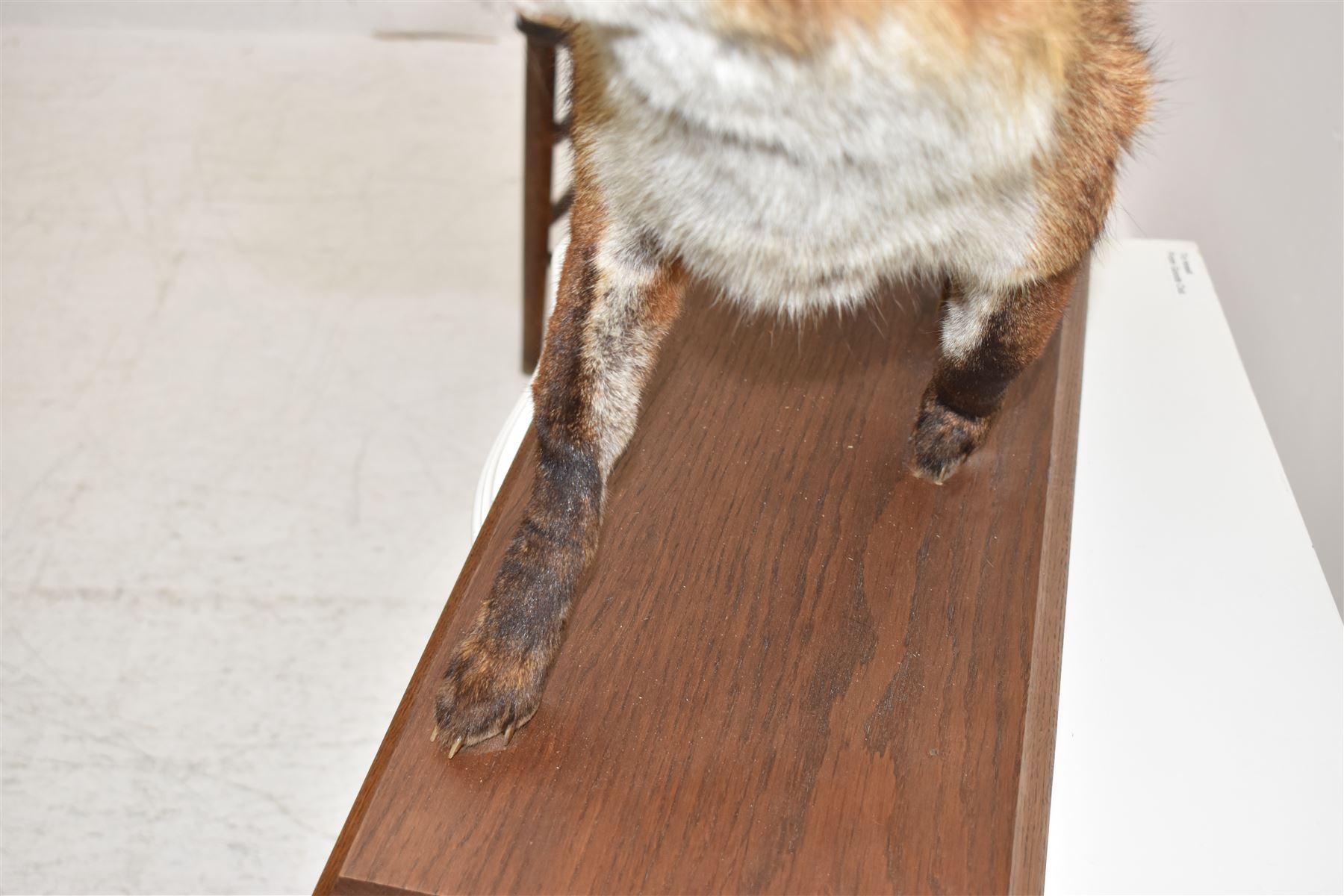 Taxidermy: Red Fox (Vulpes vulpes), full adult mount stood with mouth agape and mounted on an oak stepped plinth, H49cm