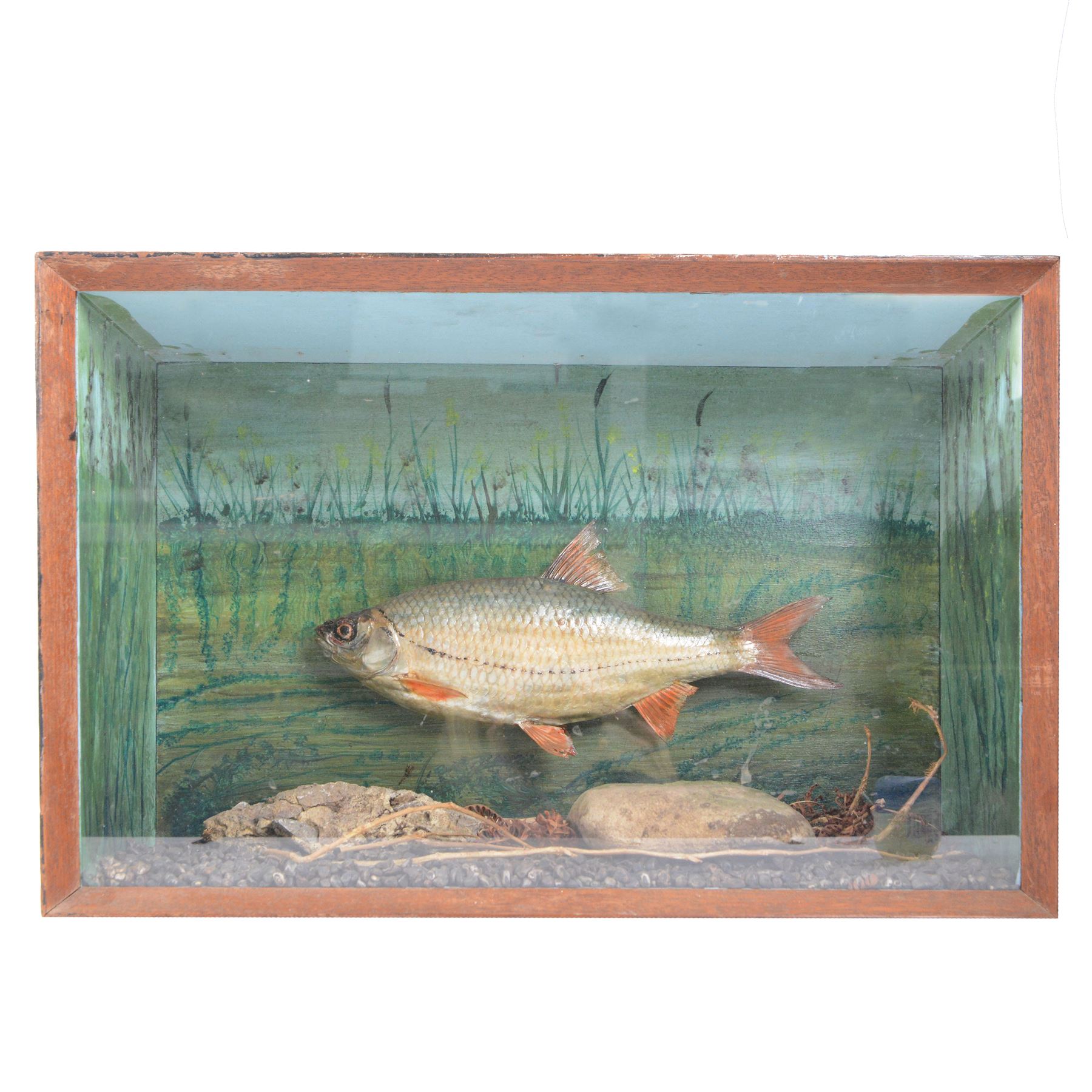 Taxidermy: Cased Rudd (Scardinius) adult mount set above a pebbled river bed, encased within a ebonised single pane display case, H30cm, L46cm