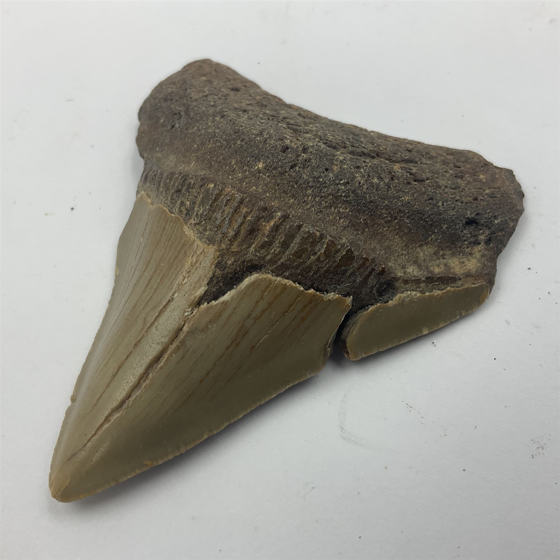 Megalodon (Otodus megalodon) tooth fossil, age; Miocene period, H6cm, W6cm