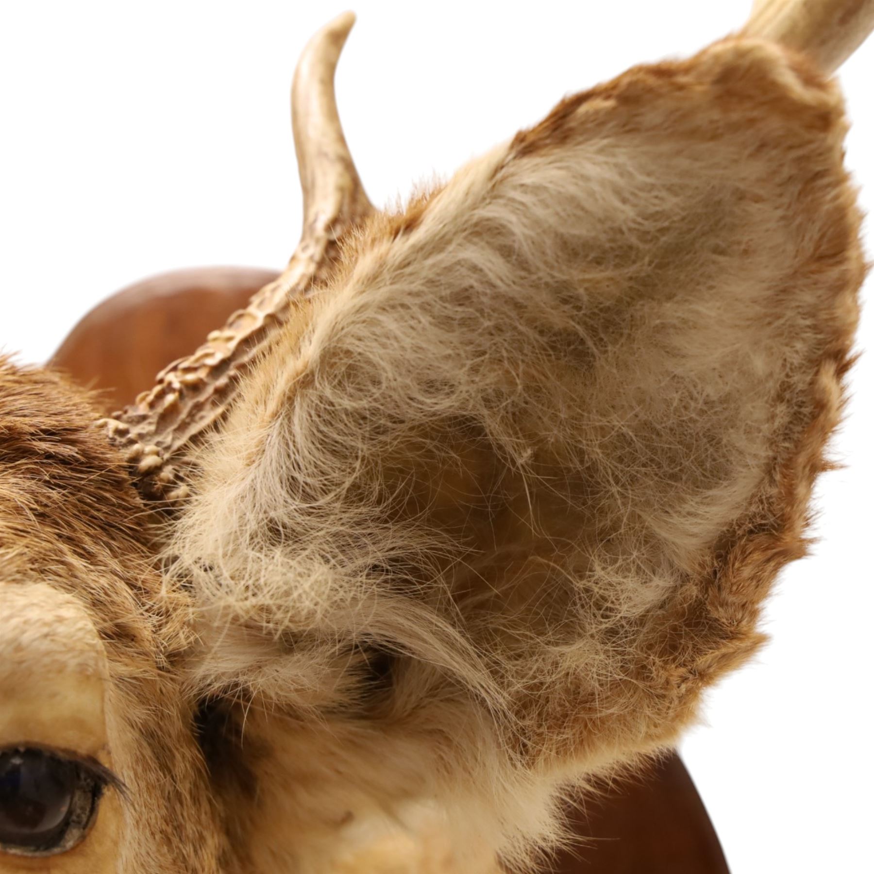 Taxidermy - White-tailed Deer (Odocoileus virginianus), adult male stag shoulder mount looking outward, eight-point antlers mounted on wooden shield, projection from wall 63cm 