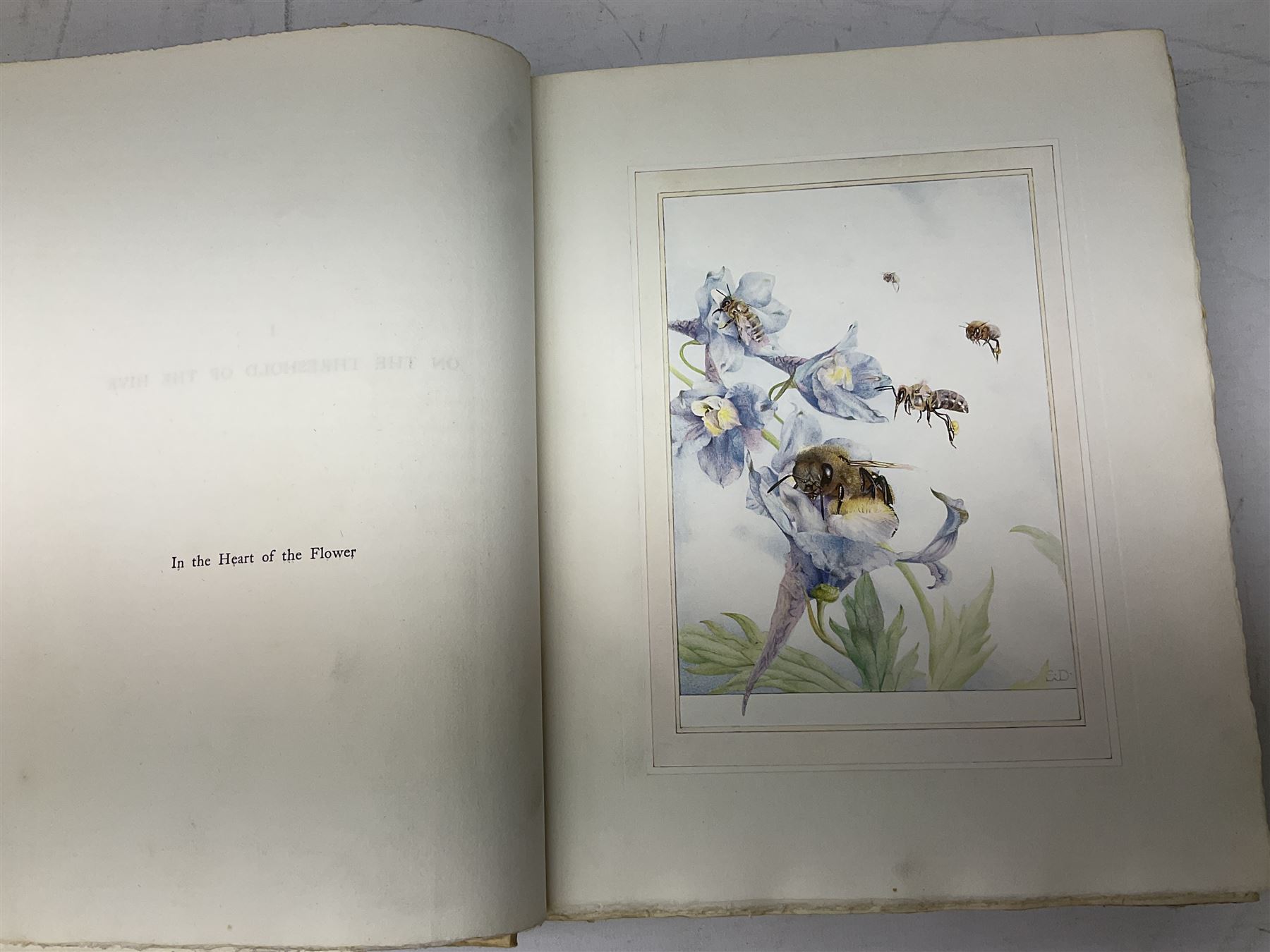 Maurice Maeterlinck: 'The Life of the Bee', illustrated E.J. Detmold, 13 mounted coloured plates, pub. Geo. Allen & Co. Ltd. London, 1911,