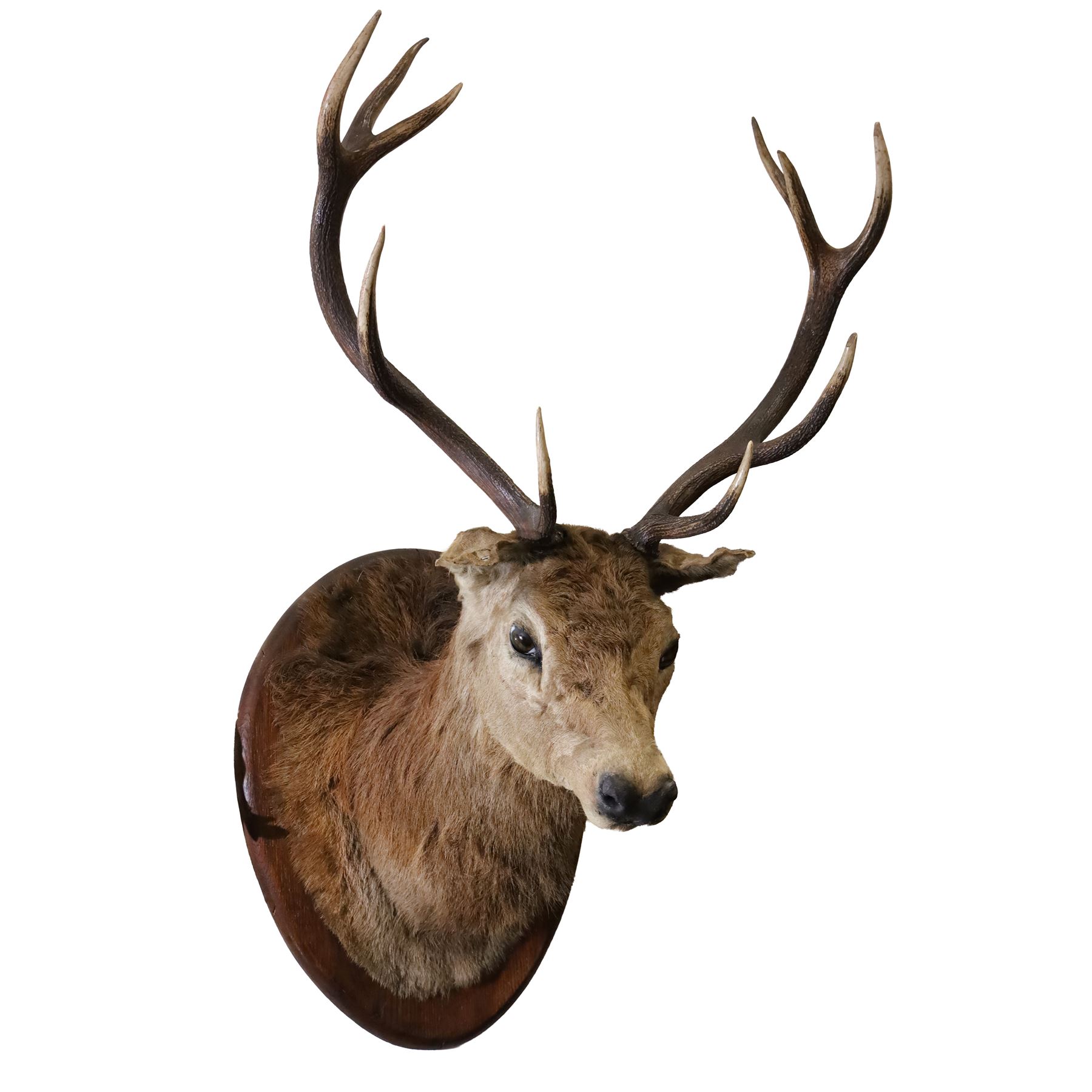 Taxidermy: Red Deer (Cervus elaphus), an adult stag shoulder mount with head turning to the right, mounted upon a wooden shield, D76cm