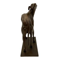 Sally Arnup FRBS, ARCA (1930-2015): Whippet Standing, bronze, signed and numbered VIII/X, upon short rectangular plinth, overall H63cm L49cm W23.5cm 


