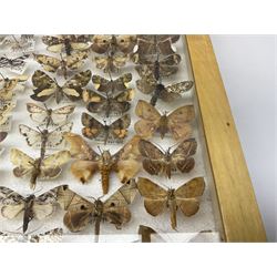 Entomology: Glazed entomology collector's drawer display of African and Asian butterflies and moths, a colourful display of one hundred and twenty six assorted specimens, collected from various regions of Africa and Asia, each with attached data labels, H50cm, W40cm