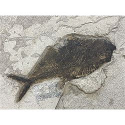 Fossilised fish group in a single matrix; freshwater fish presentation from the prehistoric system of three lakes known as the Green River Formation, featuring Priscacara, Phareodus testis, Diplomystus dentatus
 H59cm, L97cm