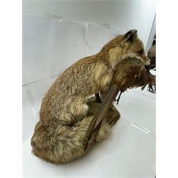 Taxidermy: Red Fox (Vulpes vulpes) with cock pheasant (Phasianus colchicus), open display upon a rocky base, H51cm