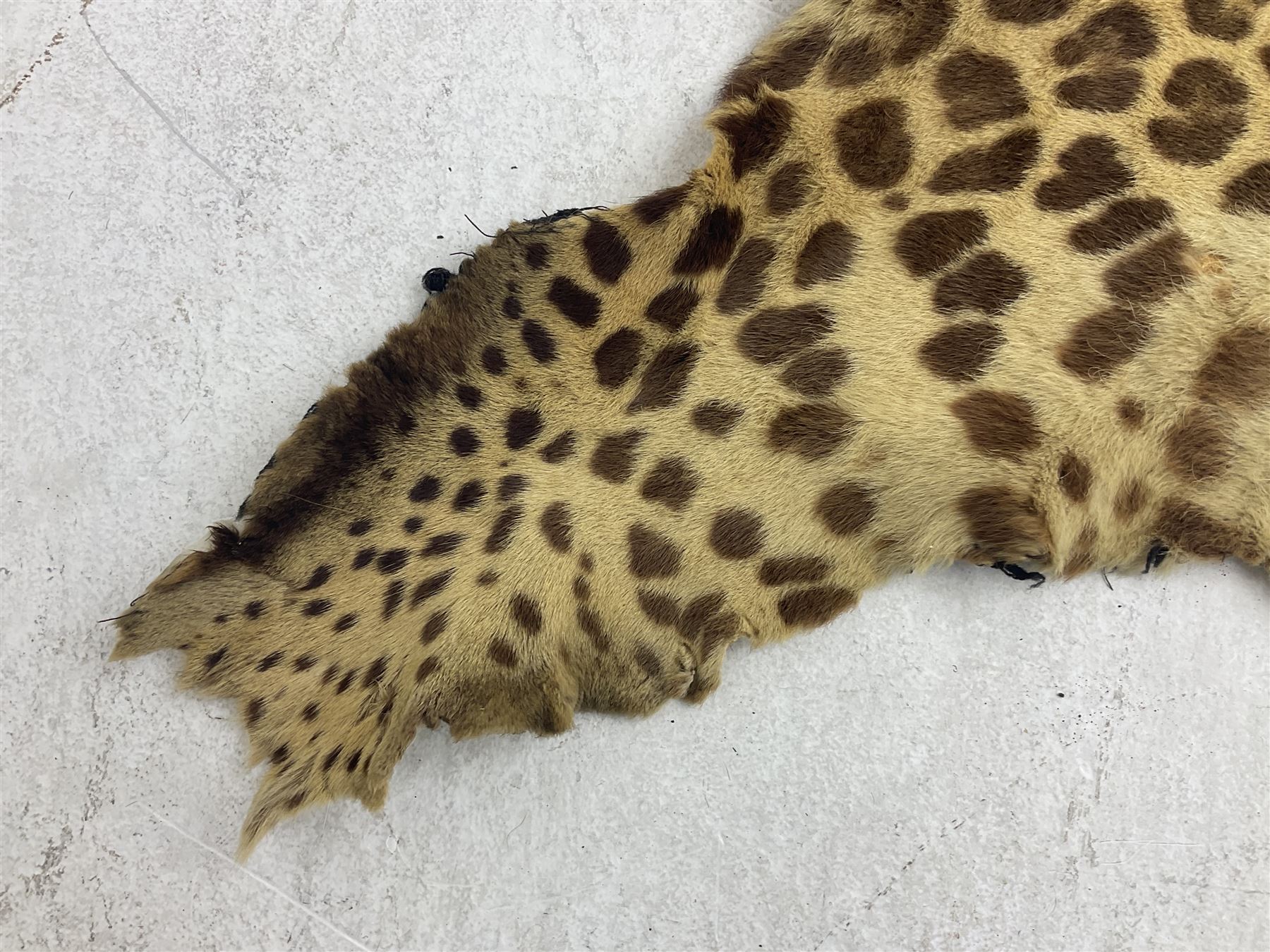Taxidermy: Early 20th century Indian leopard (Panthera pardus fusca), adult skin rug with head mount, mouth agape, with limbs outstretched, nose to tail L156cm