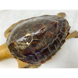 Taxidermy: Hawksbill Sea Turtle (Eretmochelys imbricata), juvenile full mount, beak to shell base L43cm