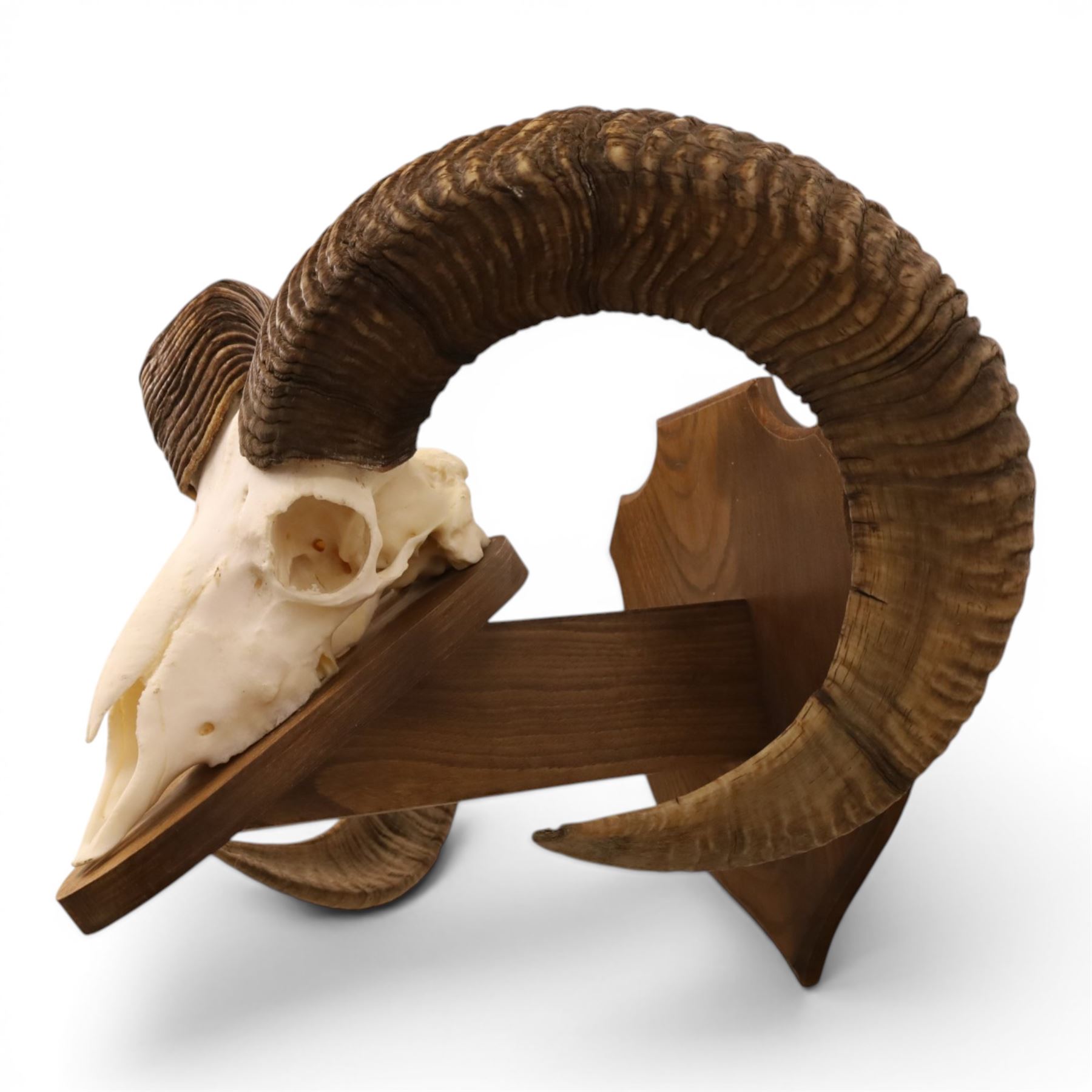 Antlers/Horns - European Mouflon (Ovis aries musimon), set of adult Mouflon ram horns on upper skull, mounted upon a pedestal wall shield, D51cm 