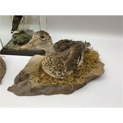 Taxidermy: Female green-winged teal duck (Anas carolinensis), on open display upon tree mount detailed with moss H15.5cm, together with gray partridge (Perdix perdix), on open display upon tree mount detailed with moss, H16cm and a cased young guillemot, standing on a naturalistic base, encased within a five pane display case, H27cm. 