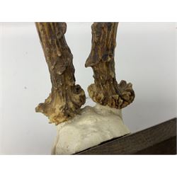Antlers/Horns; Roe deer (Capreolus capreolus), two pairs of Roebuck Antlers with partial skull , upon wooden shields, H32cm