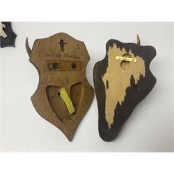 Antlers/Horns: Roe Deer (Capreolus capreolus) ten pairs of roe deer antlers mounted upon wooden shields, shield H20cm 