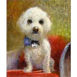  William Anthony 'Tony' Denison (British 1937-): Portrait of a Bichon Frise, oil on board signed 29cm x 24cm  