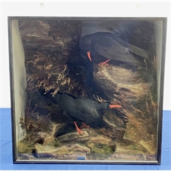 Taxidermy: Victorian cased pair of Cornish Choughs (Pyrrhocorax pyrrhocorax), in naturalistic setting, the rocky groundwork detailed with moss and grasses, set against a painted sky backdrop, enclosed within an ebonised single pane display case, H61.5cm L61cm D38cm 