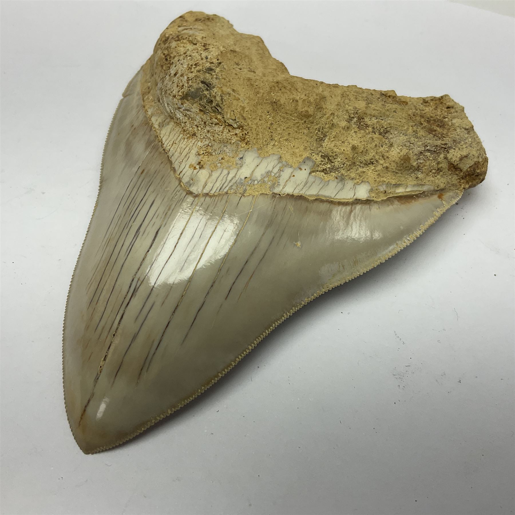 Large Megalodon (Otodus Megalodon) tooth fossil, with fine serrations, age; Miocene period, H11.5cm, W9cm

Notes; Believed to have grown as large as 18 metres, the Megalodon was the largest shark and one of the most dominant marine predators ever to have existed. It roamed the ancient seas for around 20 million years until their extinction around 3.6 million years ago.  Megalodon teeth vary in colour and ton. influenced and coloured over the millennia by the conditions in which they are preserved