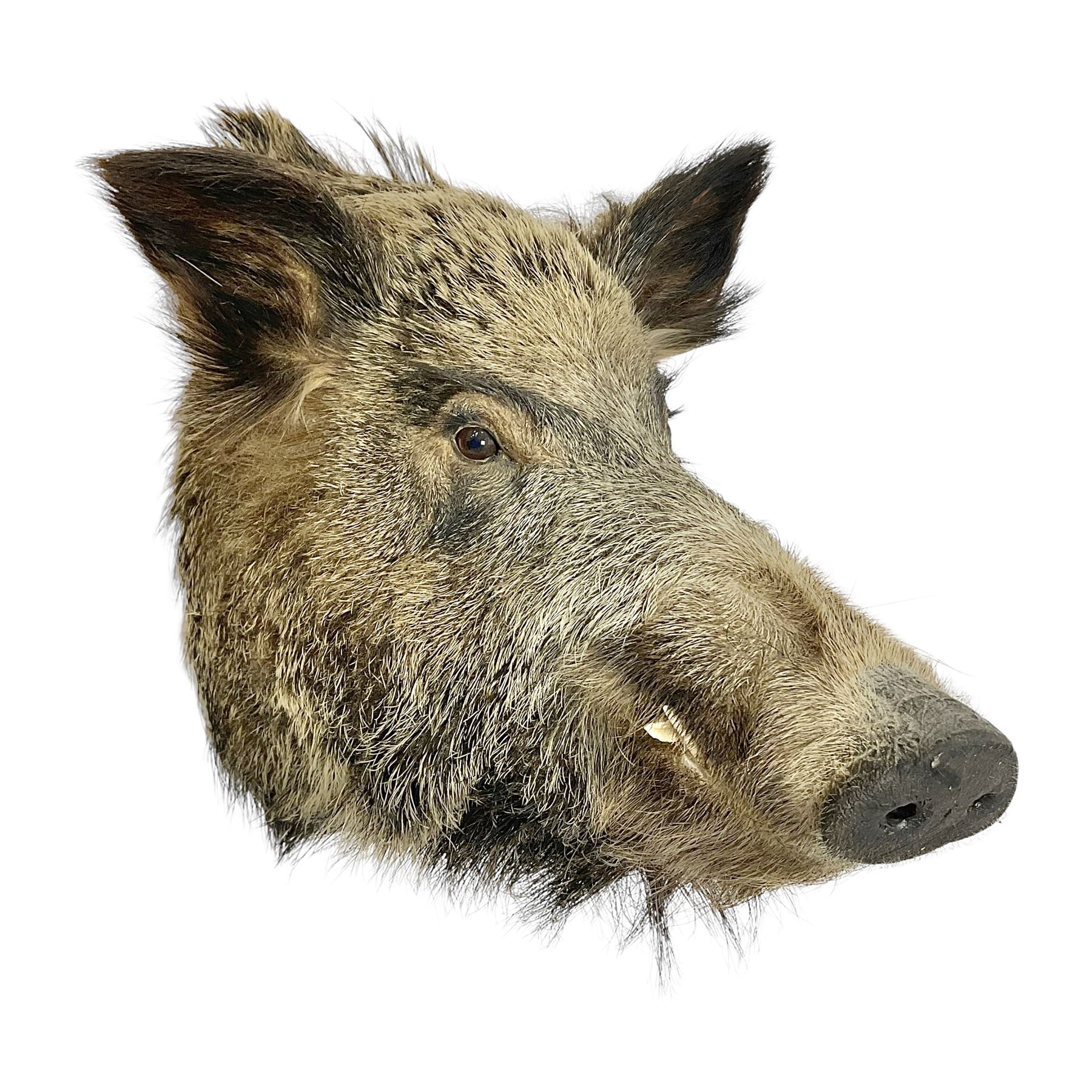 Taxidermy: European Wild Boar (Sus scrofa), adult male shoulder mount looking straight ahead