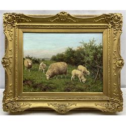 Joseph Dixon Clark (British 1849-1944): Sheep in a Meadow, oil on canvas signed 30cm x 40cm