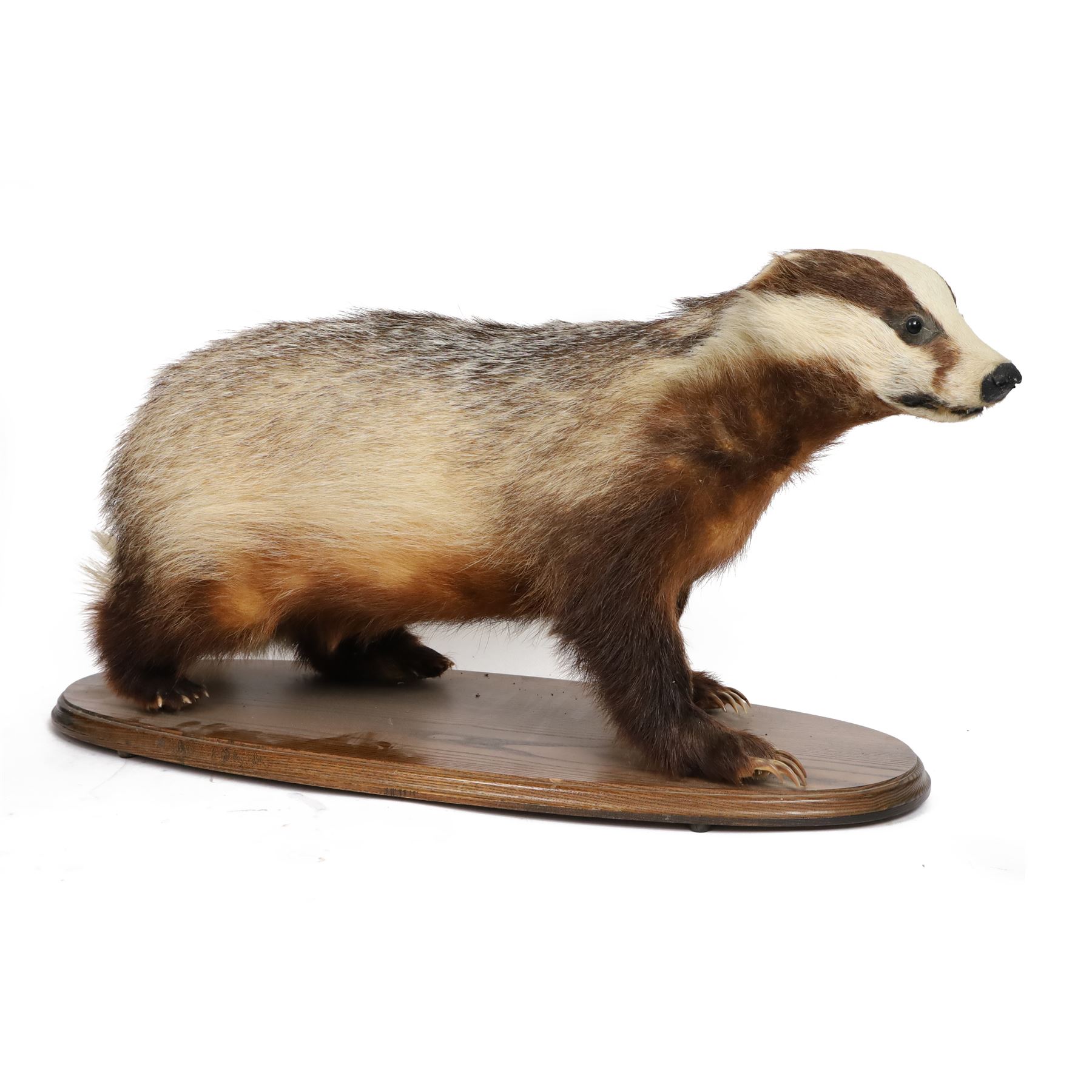 Taxidermy; European Badger (Meles meles), full adult mount on open display, upon a wooden oval base, H40cm