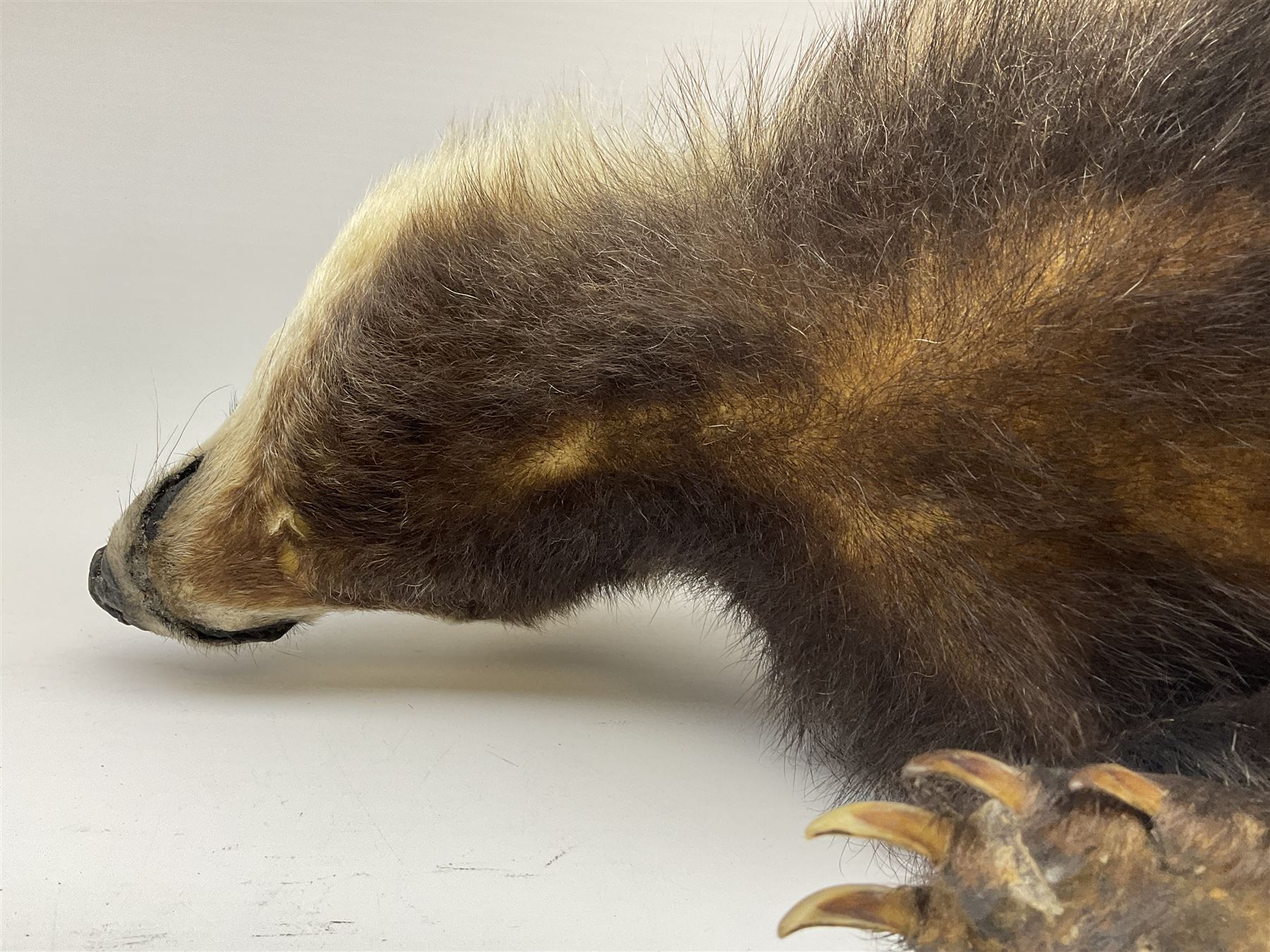 Taxidermy: European badger (Meles meles) full mount in walking position L82cm. 