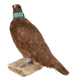Taxidermy: Red Grouse (Lagopus lagopus) and Melanistic Cock Pheasant (Phasianus colchicus), roe deer shoulder mount (Capreolus capreolus)