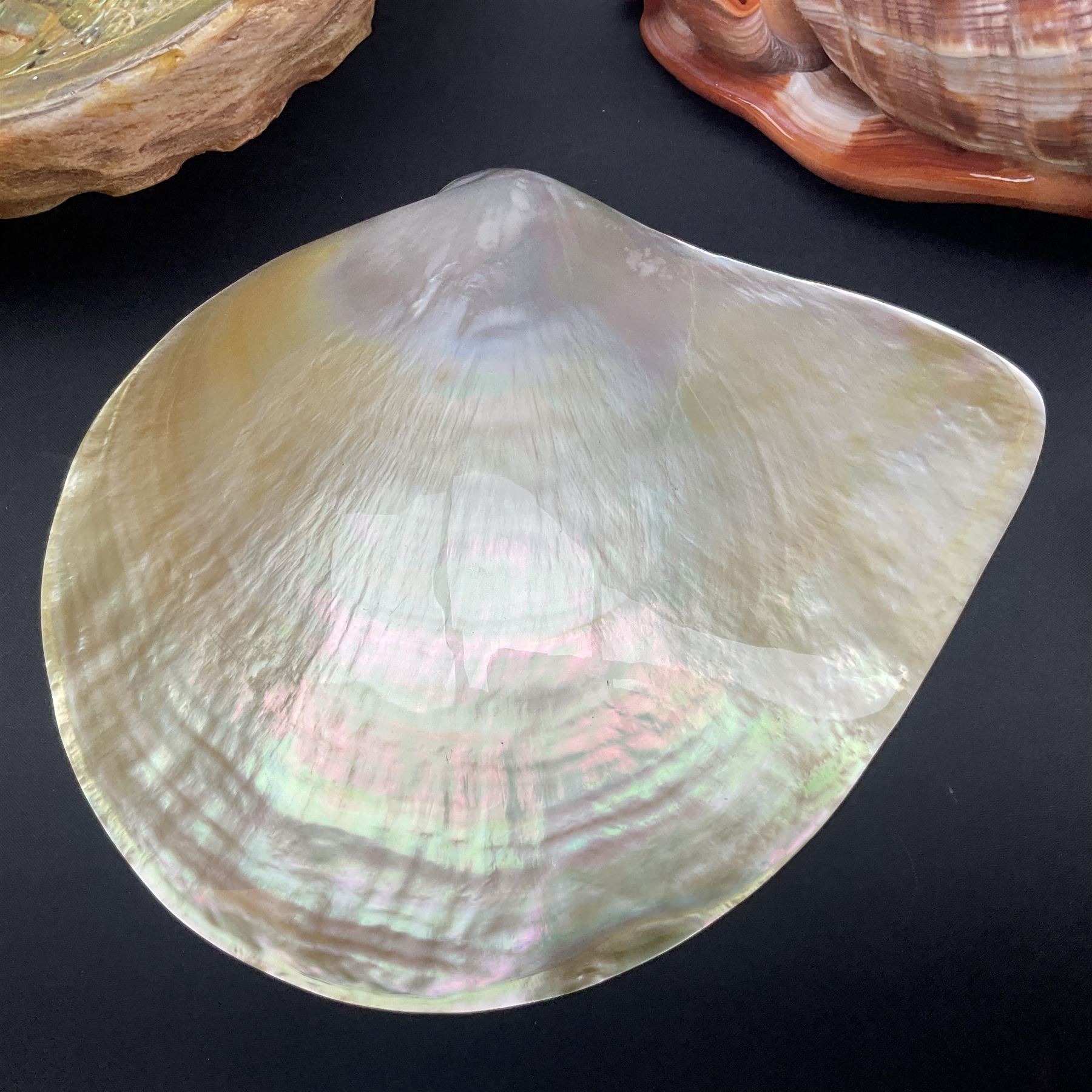 Conchology: selection of shells, including gold pearl oyster shell, mother of pearl turbo marmaratus shell, Cypraecassis Rufa red helmet shell, Mitre shell, Paua shell and others, largest D19cm