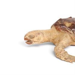 Early 20th century taxidermy Hawksbill Turtle (Eretmochelys imbricata), full mount in swimming pose, L63cm, Cites Annex A, Appendix II (exempt) This specimen would require a re-export licence to export from the UK, an import permit would be required into your chosen country, this is the responsibility of the buyer alone