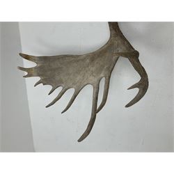 Antlers/Horns: North American Moose Antlers (Alces alces), adult bull moose antlers upon tree section plaque, overall approximately H95cm L135cm