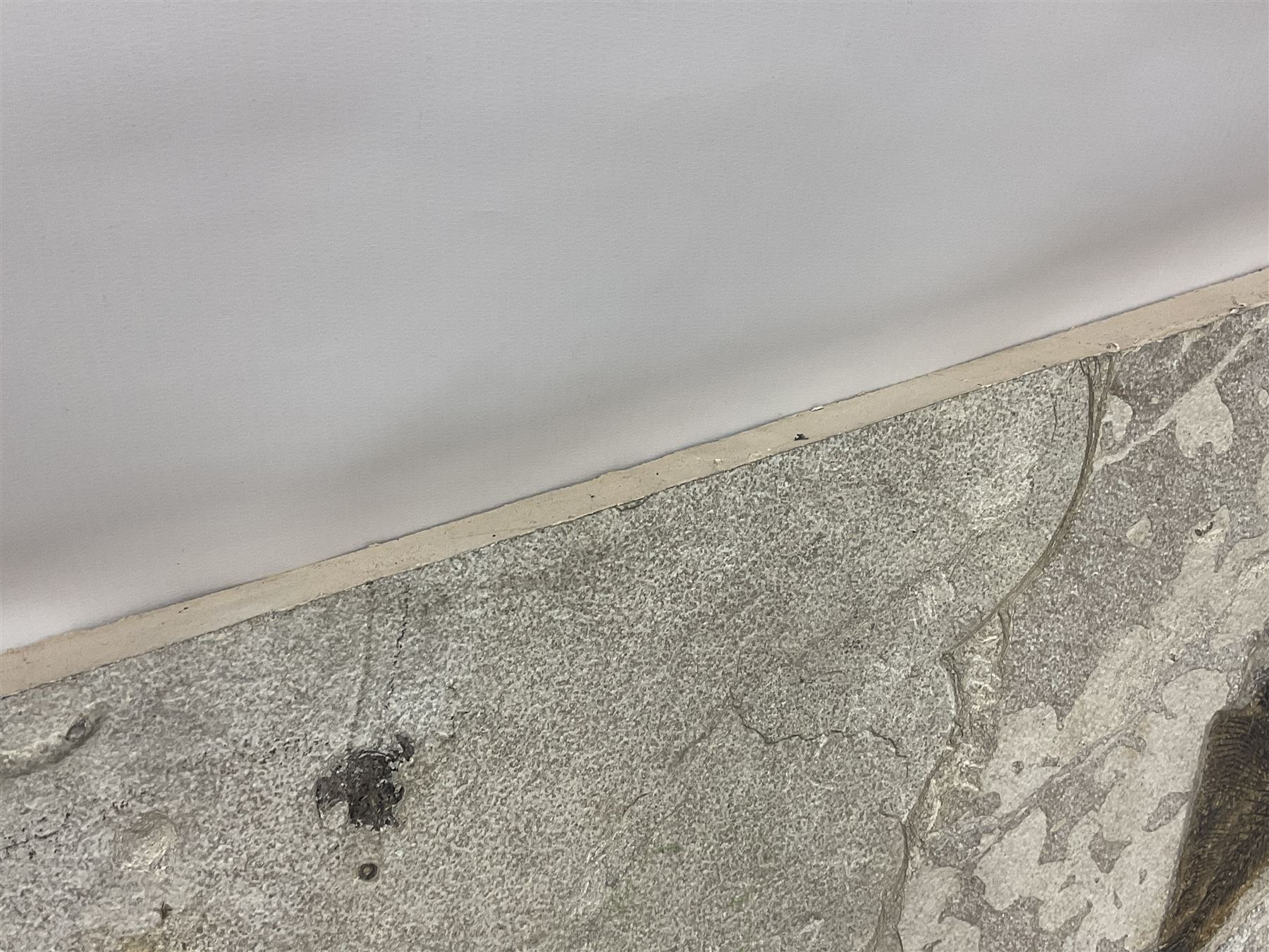 Fossilised fish group in a single matrix; freshwater fish presentation from the prehistoric system of three lakes known as the Green River Formation, featuring Priscacara, Phareodus testis, Diplomystus dentatus
 H59cm, L97cm