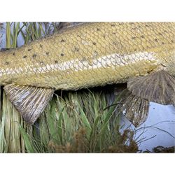 Taxidermy: Grayling (Thymallus thymallus), preserved by John Cooper & Sons, 28 Radnor Street, St Luke's, London, skin mount set above a pebbled river bed with reeds and grasses, set against blue painted back drop, with inscription 'Grayling caught by Rev R.S. Ricketts at Kirkham Bridge Sept 14th 1895, artificial fly - single hair' L57cm H29cm 